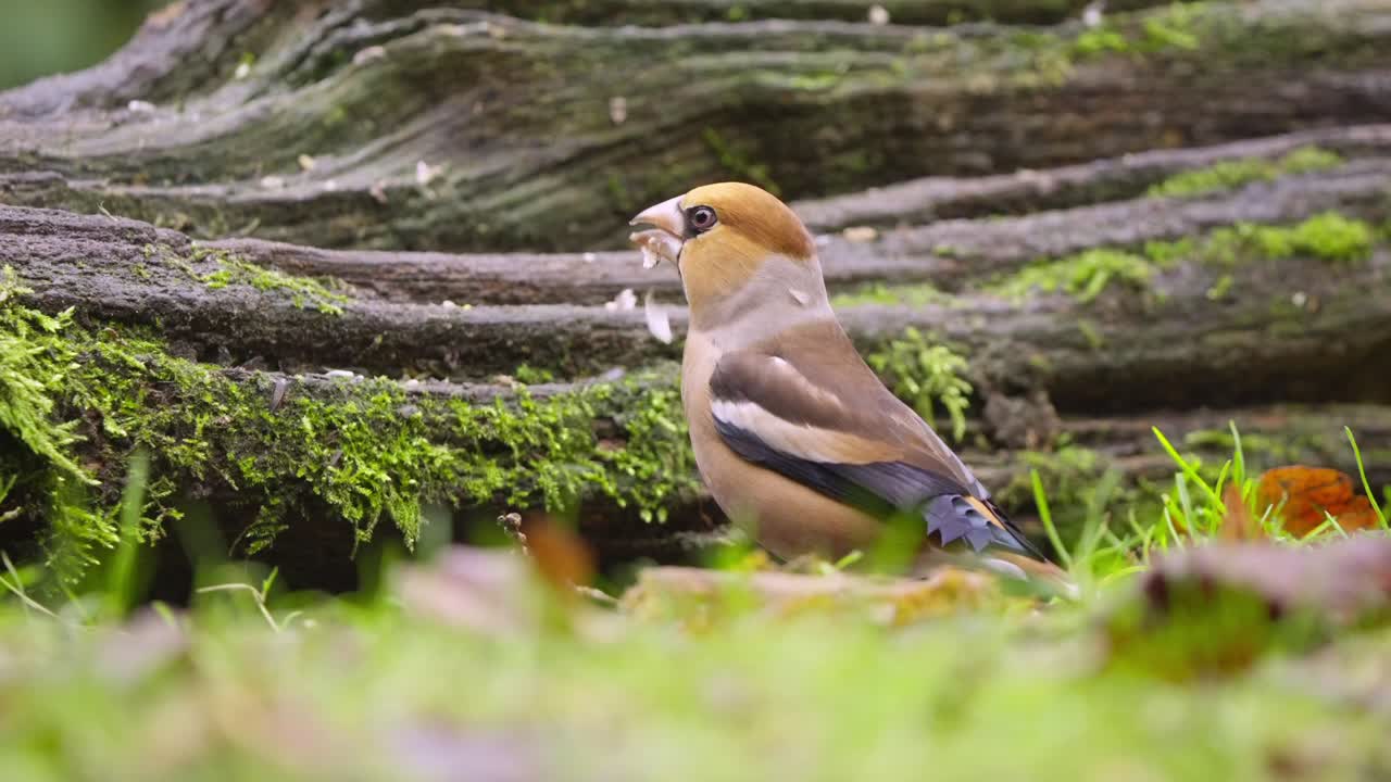 Slow motion hawfinch perched on mossy branch in Dutch woodland forest setting
