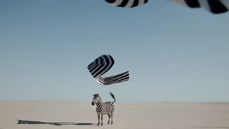 surreal zebra in a desert with floating striped fabrics