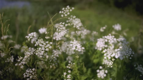 flores blancas en un prado