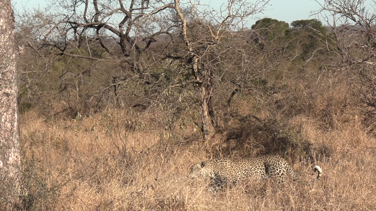 un leopardo solitario camina hasta el árbol, salta y sube a la luz del sol.