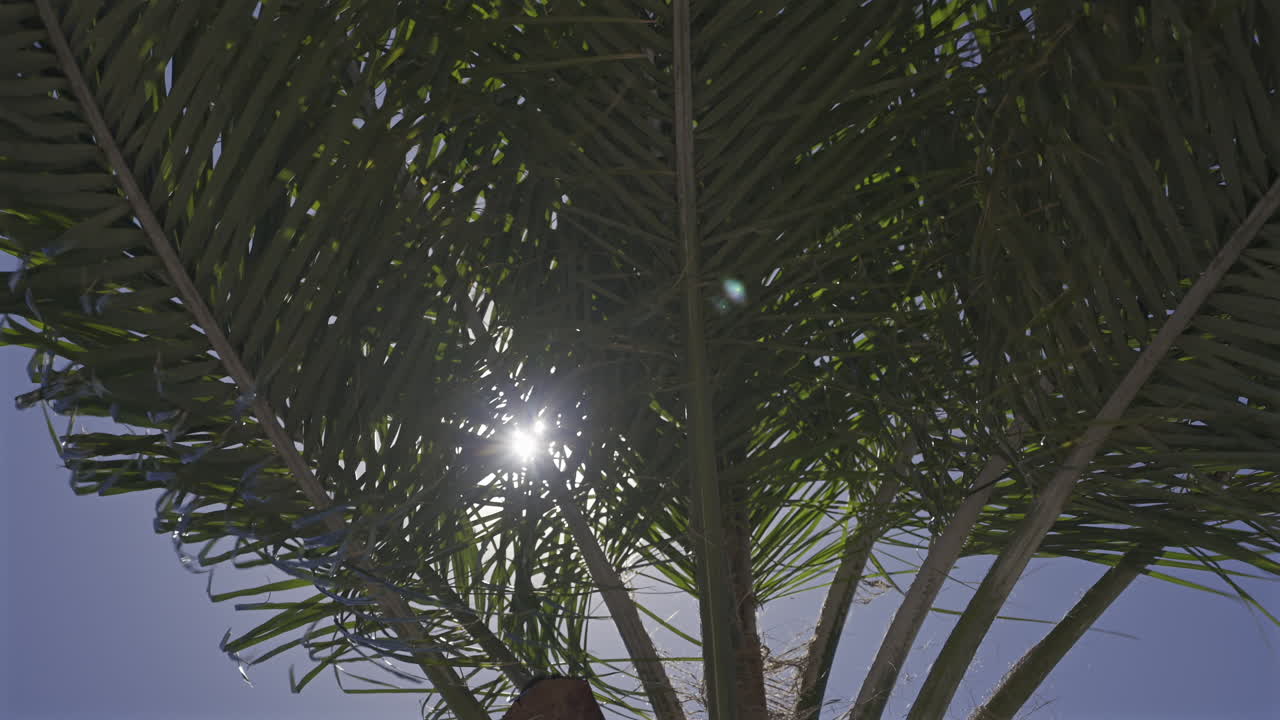 Close up of sun peaking through the leaves of a palm tree with the blue sky on the background