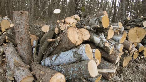 Cutted trees on the ground on a deforestation field