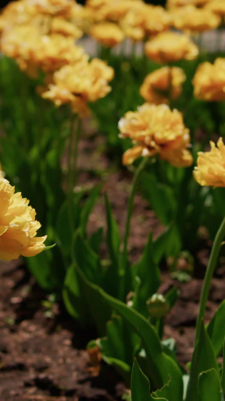 Tulipani dorati ondeggiano delicatamente in un giardino primaverile. I petali risplendono caldamente contro steli verdi e rigogliosi. La luce del sole ne evidenzia i bordi delicati e arricciati. I fiori si ergono alti in un terreno morbido e terroso.
