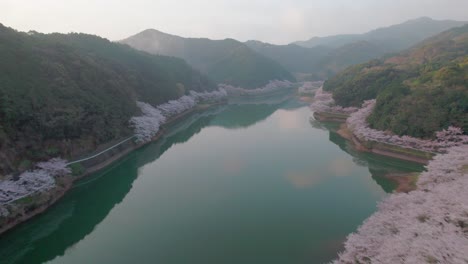 A-fly-over-Niwaki-Dam-during-cherry-blossom-season-in-Saga-Prefecture,-Kyushu,-Japan