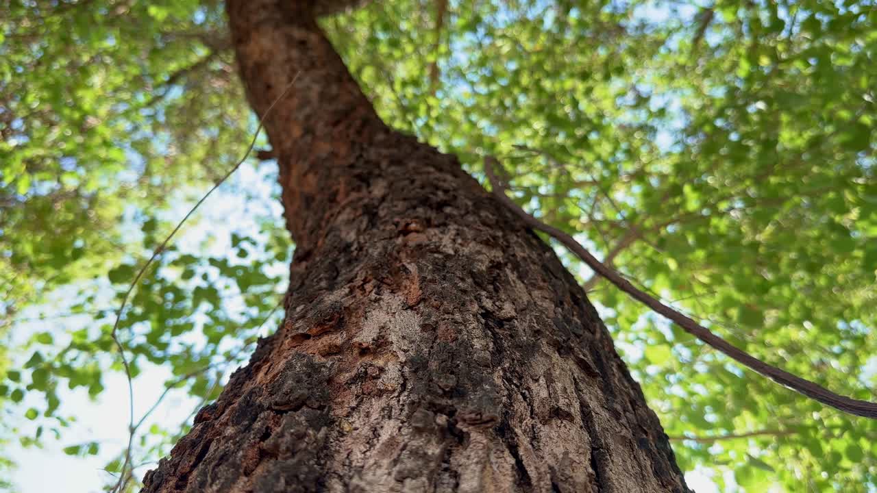static shot of camera looking up on the tree, close up shot of the tree trunk,