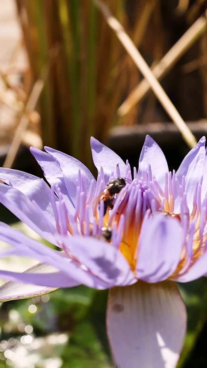 la abeja interactúa con el loto en el templo de wat pho