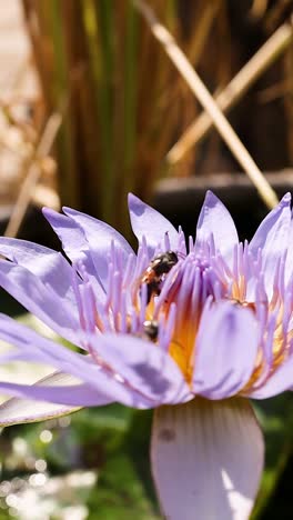 bee interacts with lotus at wat pho temple