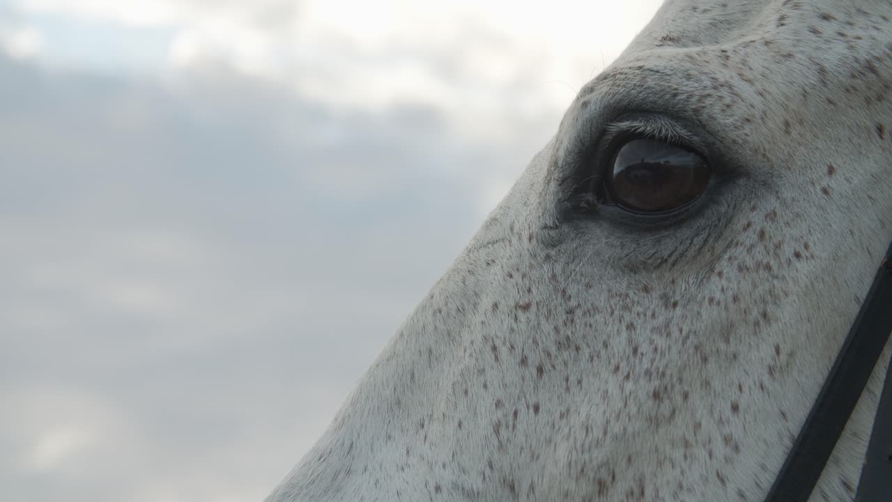 un marco hermoso, un caballo salvaje y sus ojos maravillosos