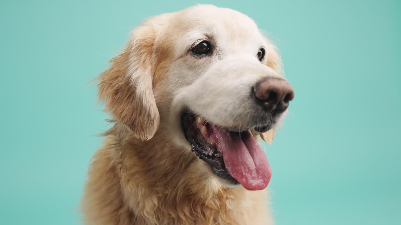 골든 리트리버 의 클로즈업