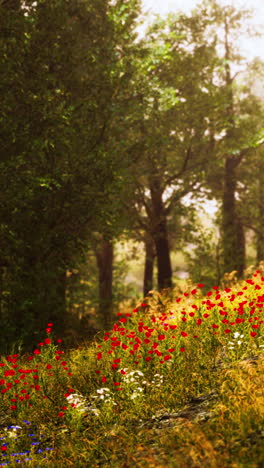 amapolas rojas floreciendo en un campo en un bosque