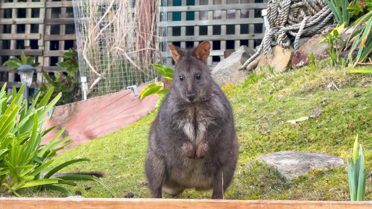 An adorable Tasmanian pademelon stands attentively amidst lush green grass in a garden setting on Bruny Island, Tasmania. This captivating marsupial offers a glimpse into Australian wildlife
