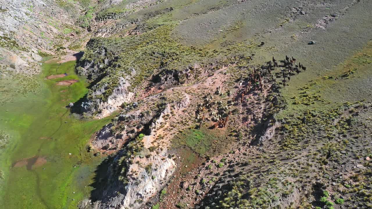 라마 무리의 공중 촬영, 멋진 산비탈 풍경을 드러내기 위해 뒤로 물러남