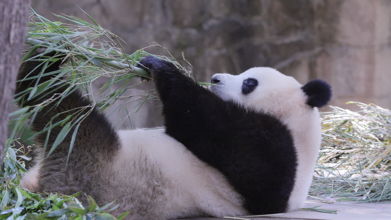 A close up of a panda eating