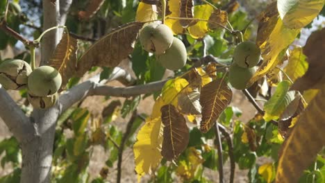 Walnut-Tree-Swaying