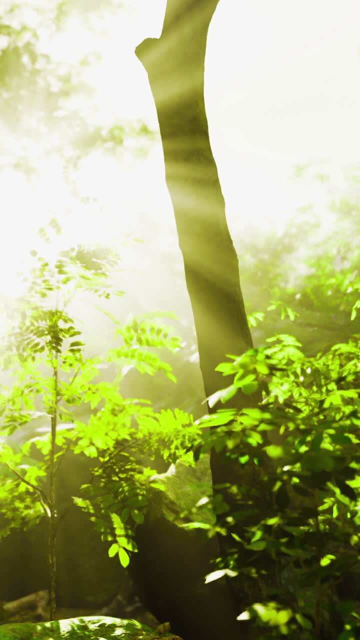 Sunlight filters through lush trees in a serene forest setting