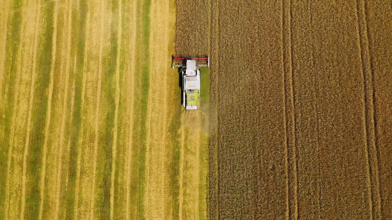 Aerial view of a tractor in the farmland. Harvester combine collecting harvest on the golden field during seasonal works.