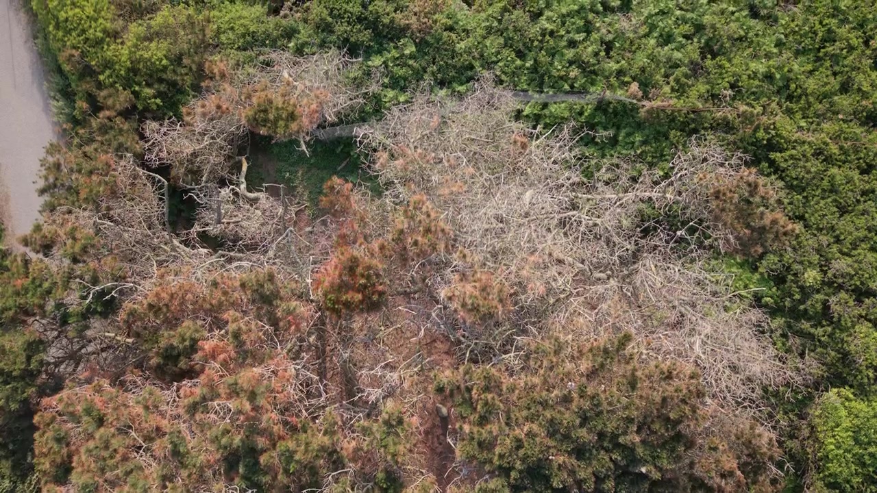 Volo lento in avanti sopra le cime degli alberi di un bosco con alberi misti all'inizio della primavera, alcuni ancora senza foglie, sotto un sole splendente