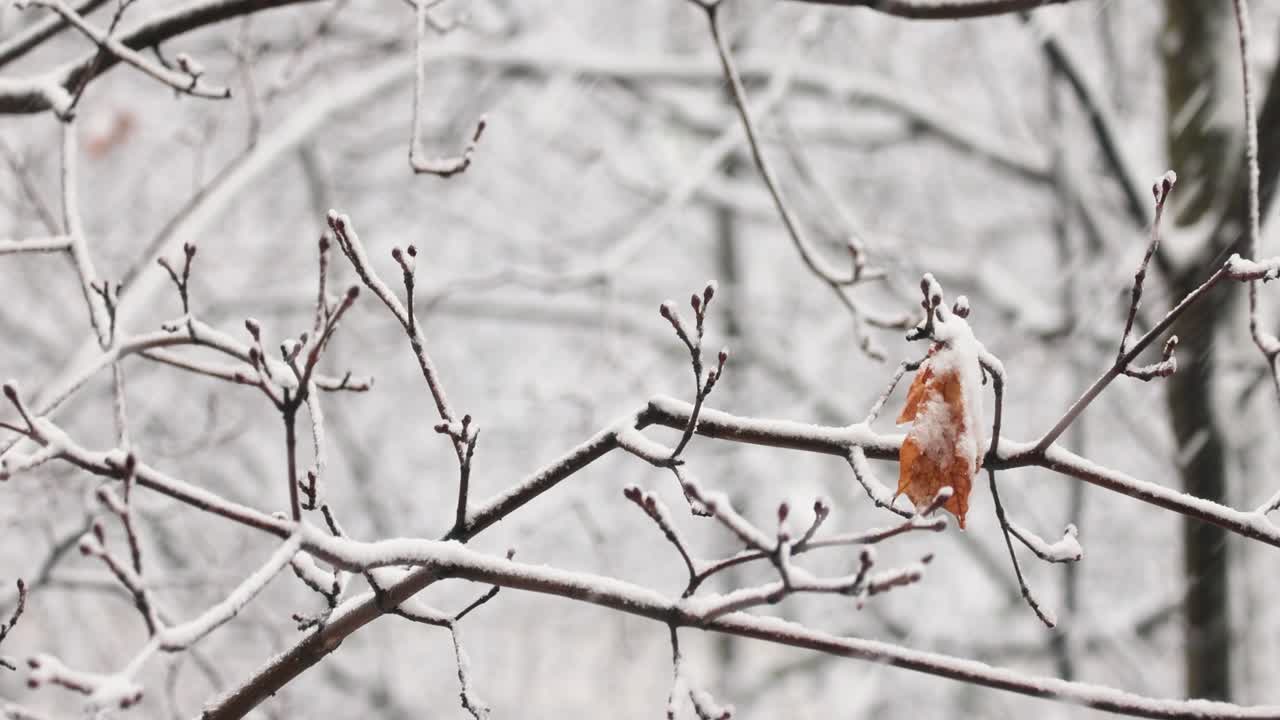 폭설의 배경에 나뭇가지입니다. 겨울 풍경 아래로 떨어지는 눈 조각.
