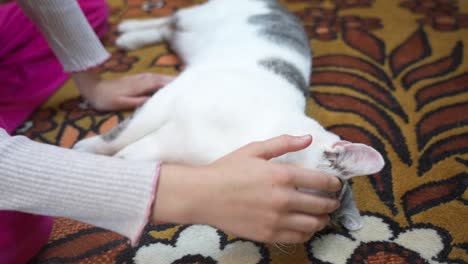 close-up of a person petting a relaxed white and gray cat sleeping on a patterned carpet
