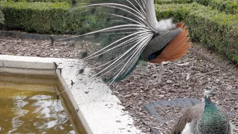 gran pavo real con la cola abierta haciendo exhibición de cortejo