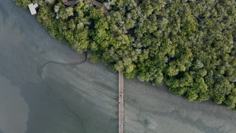 Top-view-of-the-Kalba-Mangrove-Forest,-also-known-as-Khor-Kalba-located-in-the-northern-emirates-of-Sharjah,-United-Arab-Emirates