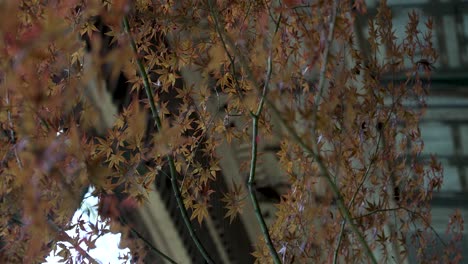 Hojas-De-Arce-Otoñales-De-Color-Naranja-Revoloteando-En-El-Viento-En-Koyasan,-Japón