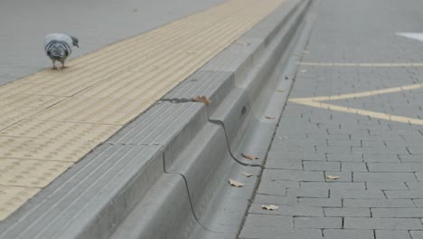 special curb for bus stops for an inclusive city space. dove on the sidewalk