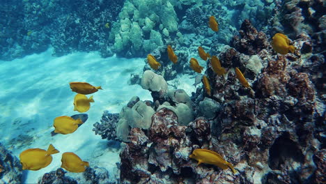 Cientos-De-Peces-Amarillos-Nadan-Juntos-Como-Una-Escuela-En-Los-Arrecifes-De-Coral-Del-Océano-Pacífico-De-Hawaii