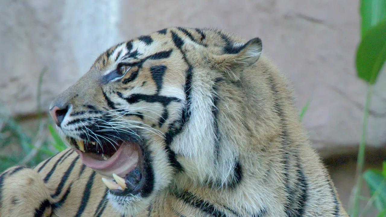 Primer plano de un tigre de Sumatra comiendo carne cruda y lamiéndose los bigotes al aire libre