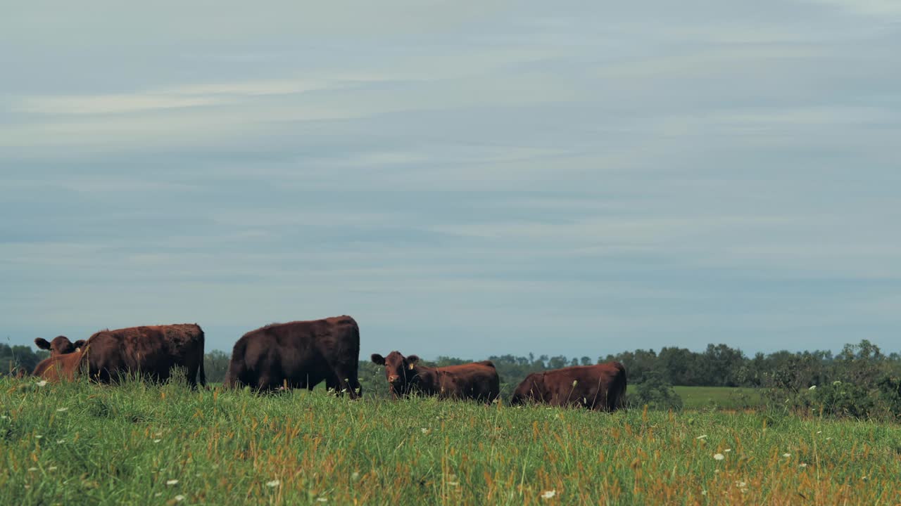 A wide shot with a slight pan right captures several cows grazing in a lush green field under a cloudy sky, with distant trees lining the horizon.
