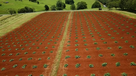 side view on red soil cultivated farmland