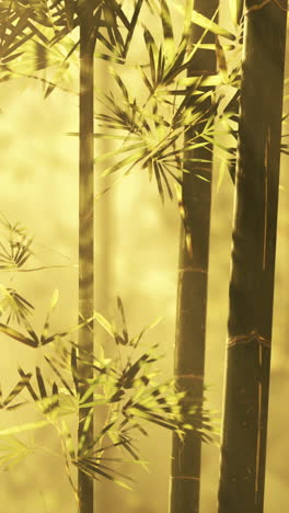 bamboo forest in the golden hour