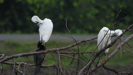 little-egrets-chilling-with-cormorant-UHD-Mp4-4k-