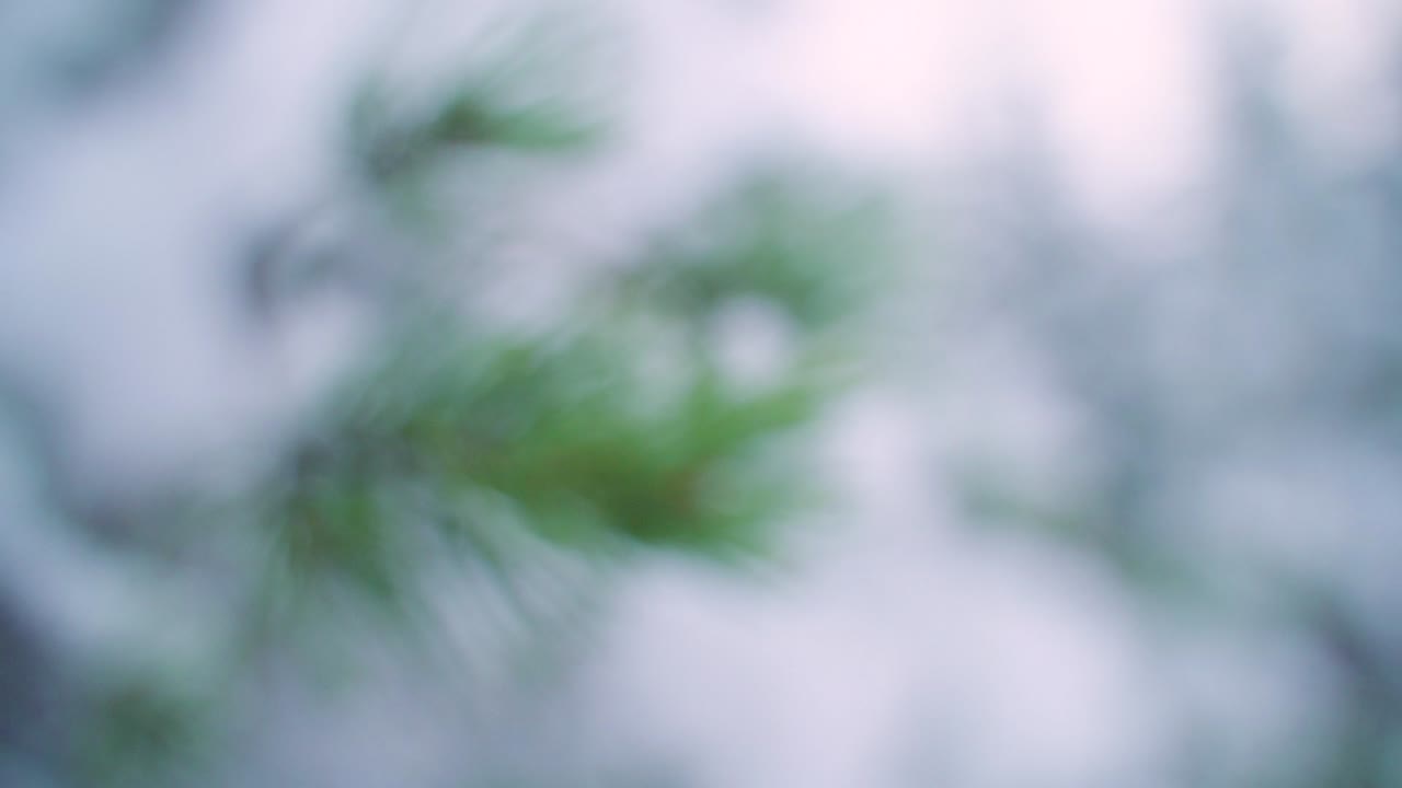 clip suave en cámara lenta de una rama de abeto que sale de foco