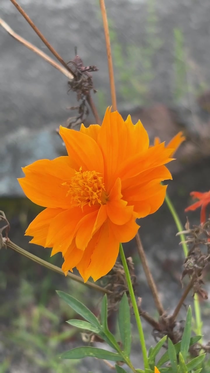 Vivace fiore di Cosmos arancione che sboccia e ondeggia in un giardino