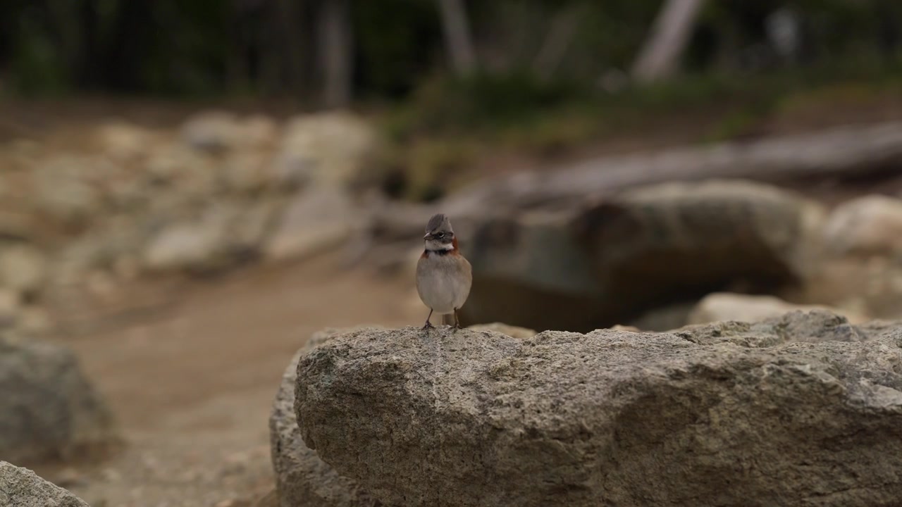 Uccello minatore della Patagonia, specie Geositta della famiglia Furnariidae, appollaiato su una roccia in Patagonia, Argentina, che mostra un comportamento attento e un habitat roccioso e aspro, ripresa naturalistica a mano libera al rallentatore.