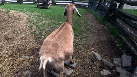 brown goat faces away from camera shot of goats behind as they look at other farm animals