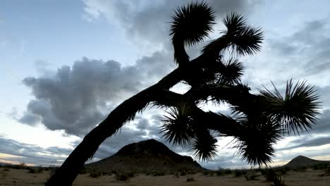 timelapse del amanecer detrás de la silueta del árbol de joshua y butte en el desierto de mojave