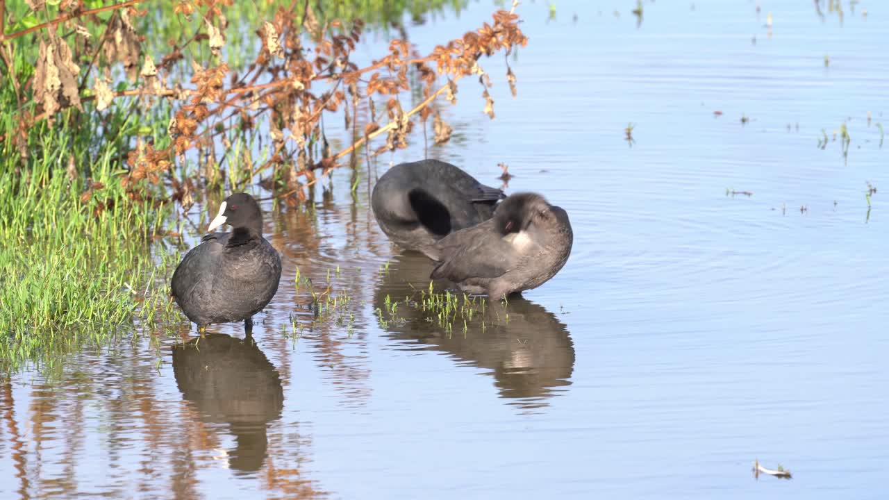 cleaning their feathers on a riverbank