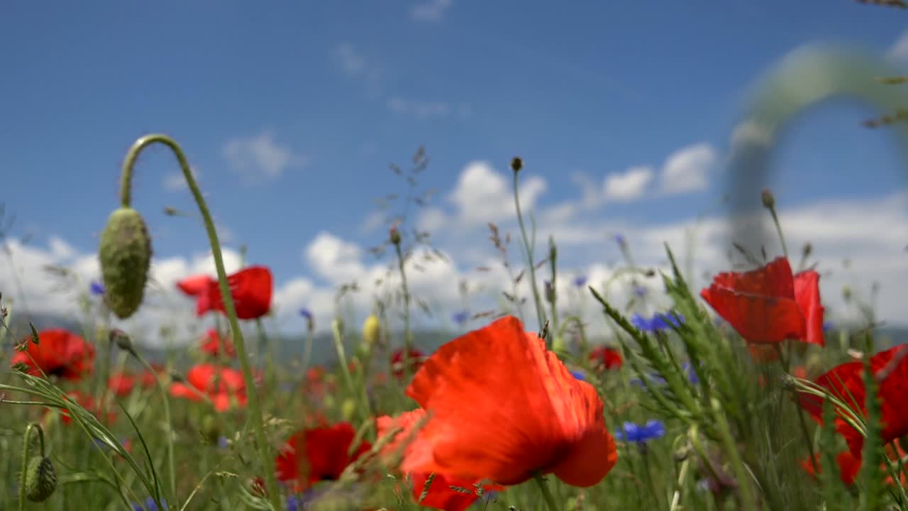 夏の青い空を背景に赤いケシと紫色の花が咲く美しい花畑