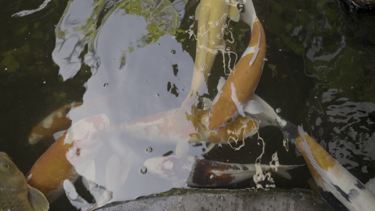 Koi carp in a pond in a tropical garden