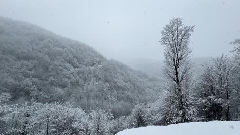 Alone-tree-in-forest-at-winter-season-heavy-snow-in-nature-countryside-travel-concept-skiing-in-alpine-freezing-forest-hills-scenic-view-of-campground-campsite-trekking-adventure-in-middle-east