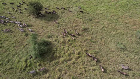 Zebras-Und-Gnus-Wanderung-In-Der-Serengeti