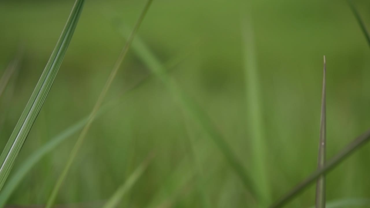 una hierba perenne originaria de asia tropical y subtropical y también introducida en varios países