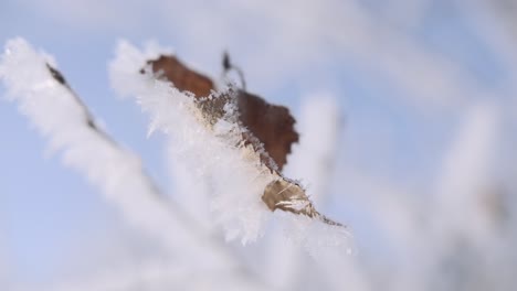 frozen leaf