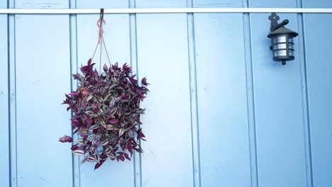 purple hanging plant on blue wall