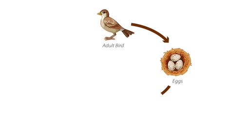 animated sequence showing stages of bird development