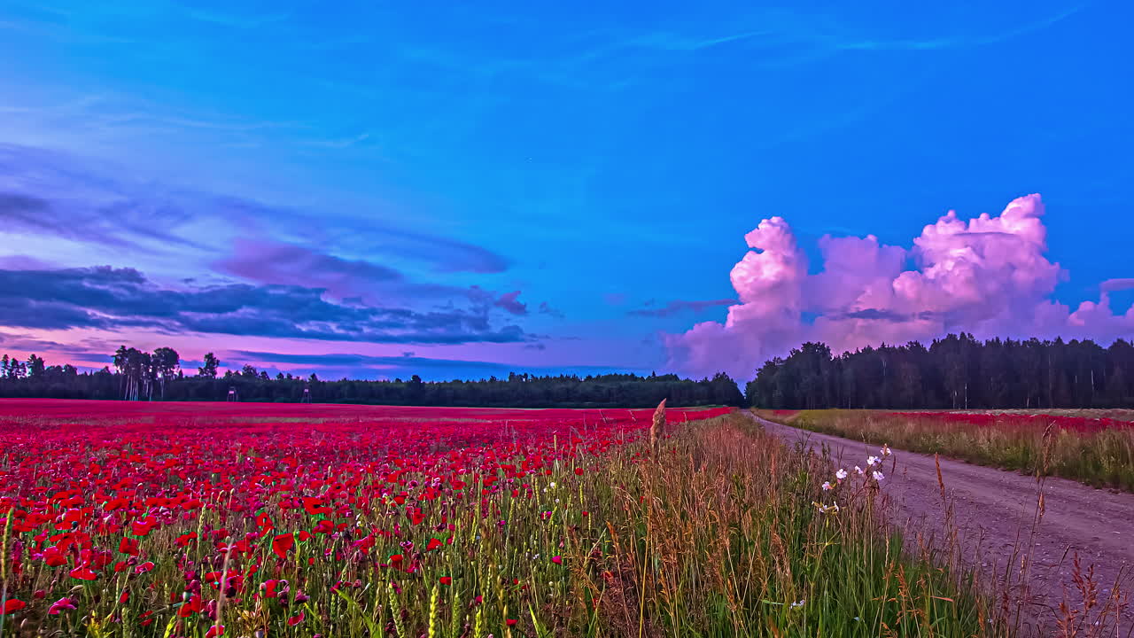 lapso de tiempo mágico de nubes moradas esponjosas que se mueven en el cielo azul con un lecho de flores rojas rojas y árboles debajo