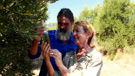 couple examining olive oil in farm 4k