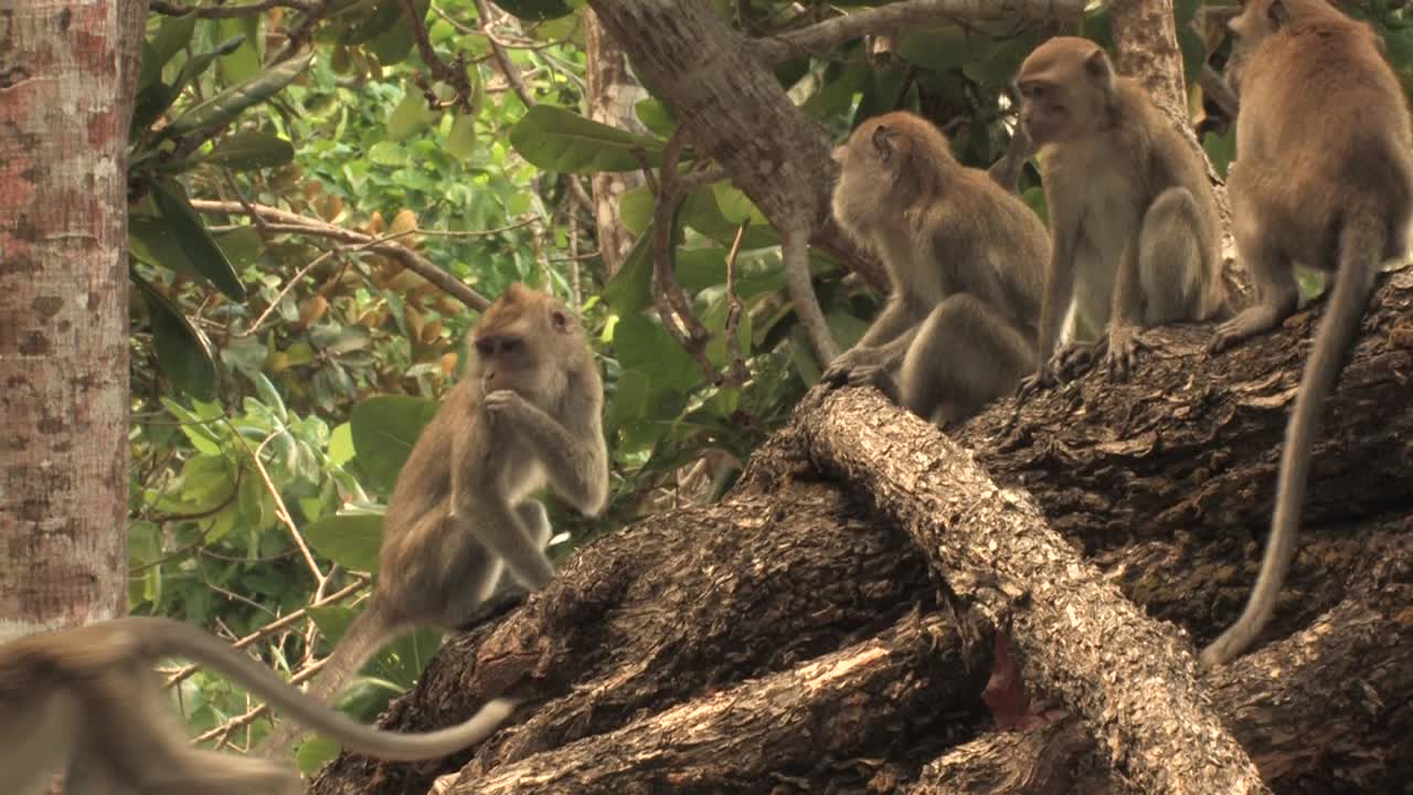 macaco carnívoro, macaco de cola larga, grupo macaca fascicularis en el tronco sentado y moviéndose